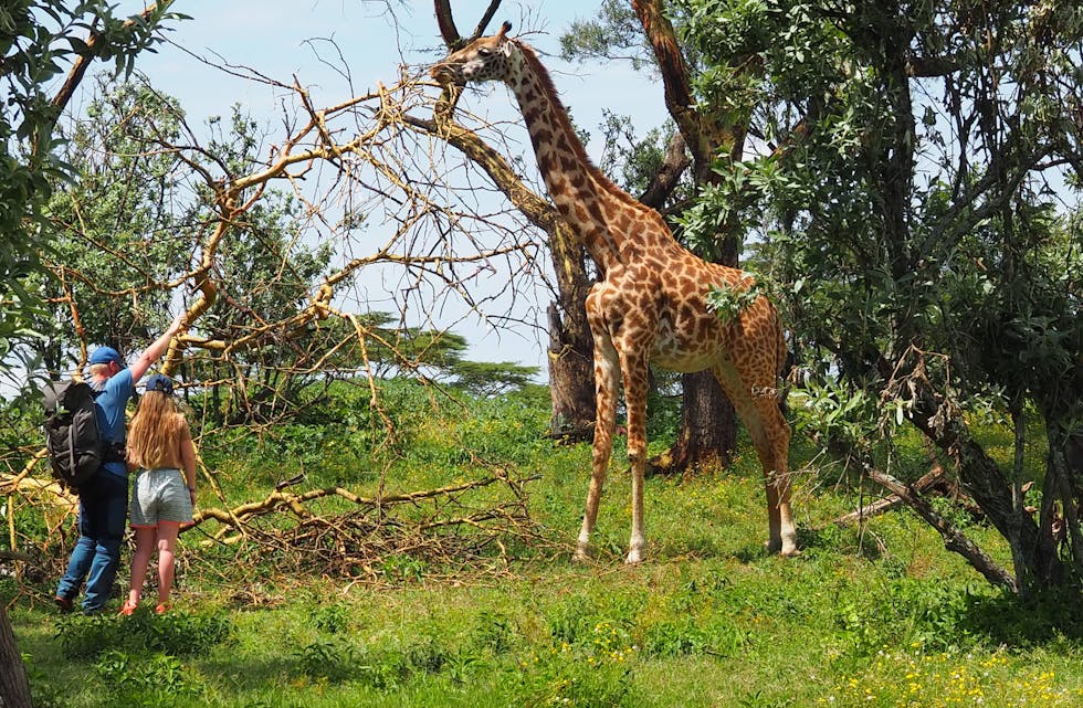 møte med giraff