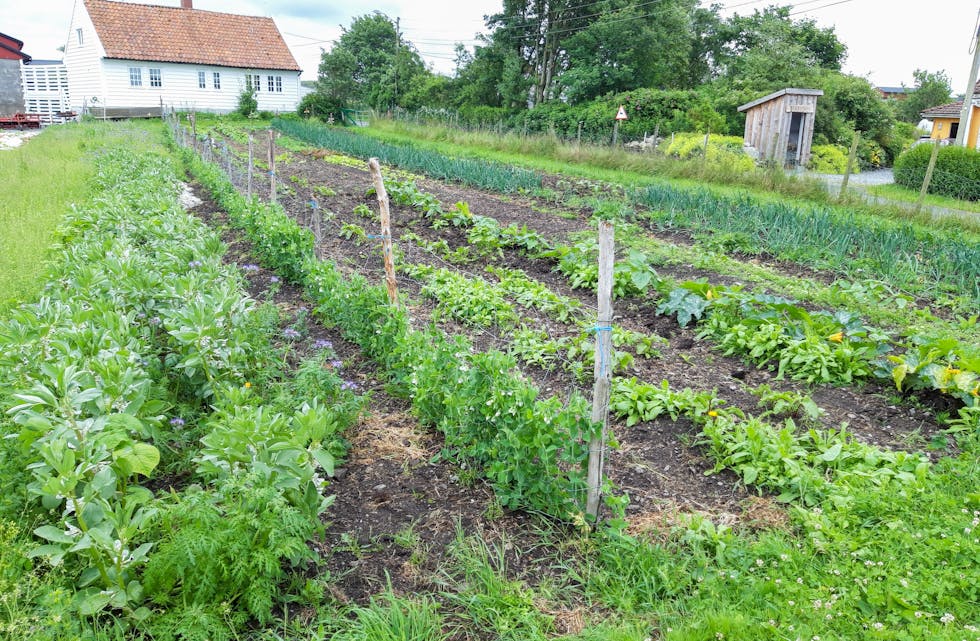 I underkant av eitt mål er sett av til grønsaker for andelsjordbruket på Ådland.
