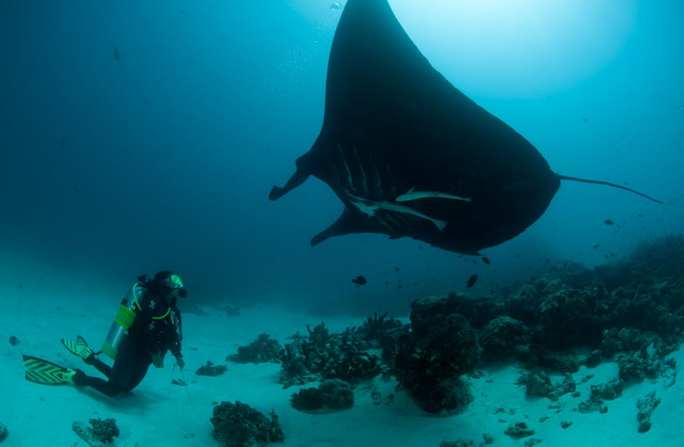 Giant manta rays at a cleaning station with diver.