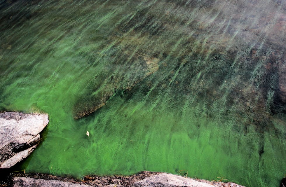 blågrønalgar
cyanobakteriar