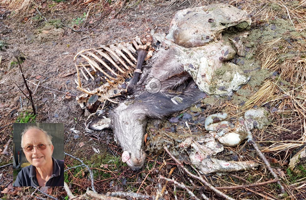 – Eg synes det er trasig at folk er så frekke at dei kastar avfall på andre sin eigedom. Her har dei har kasta slakteavfallet rett ut av bilen, seier Egil Lokna (biletet innfelt).
