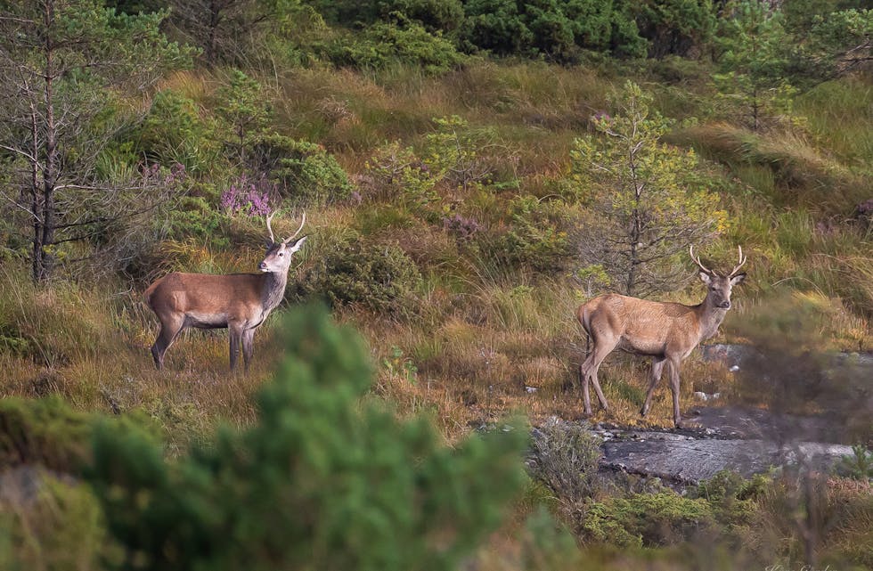 Hjortebestanden er aukande i Sveio, og Viltforvaltninga i Sveio vurderer auka tildeling av jaktløyve i område med mykje hjort også for jaktåret 2021.