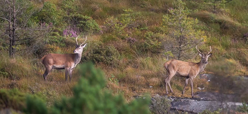 Hjortebestanden er aukande i Sveio, og Viltforvaltninga i Sveio vurderer auka tildeling av jaktløyve i område med mykje hjort også for jaktåret 2021.