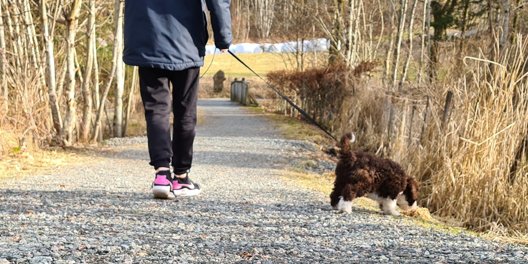 hund hundebæsj