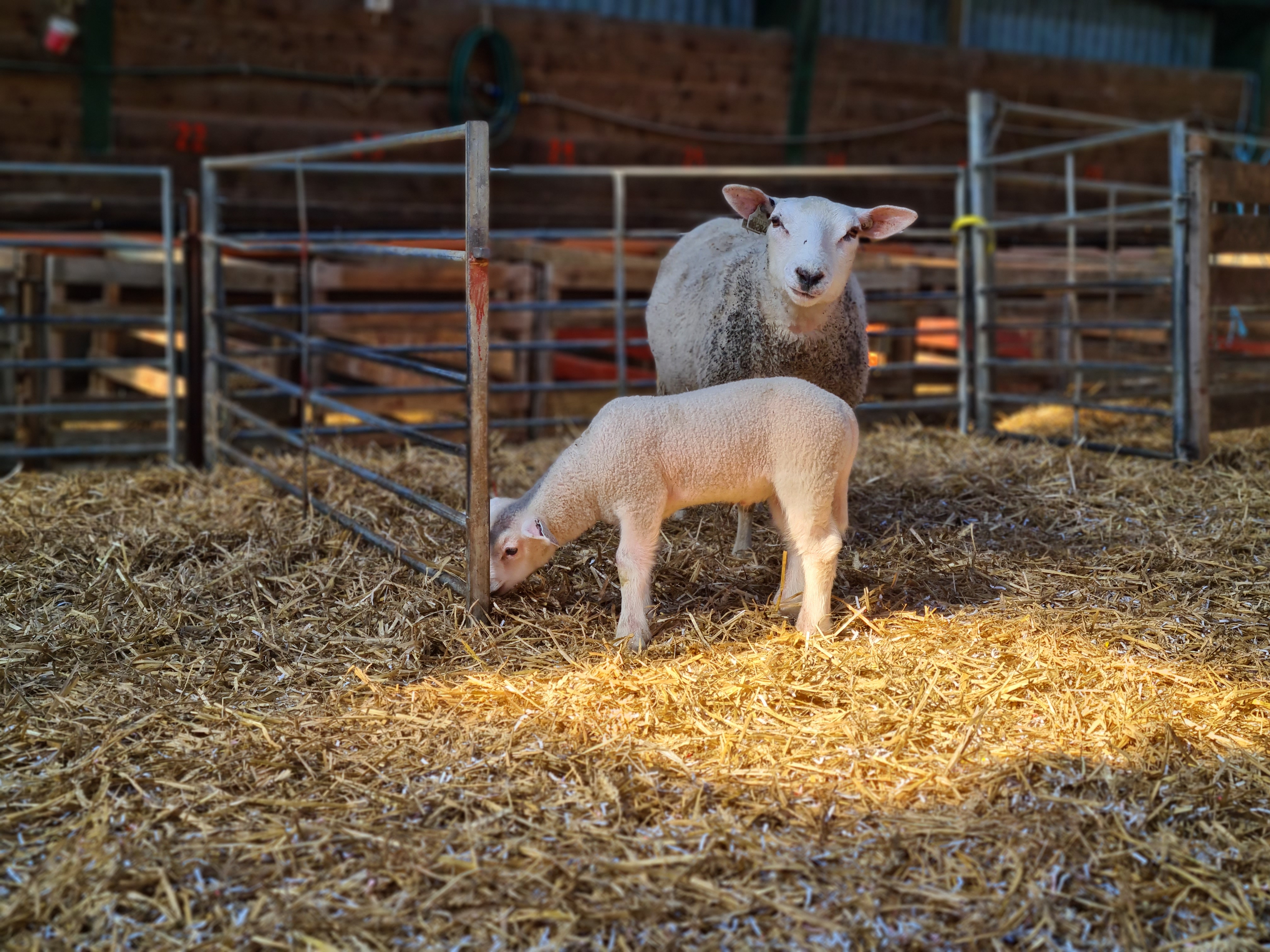 sau smale lam lamming