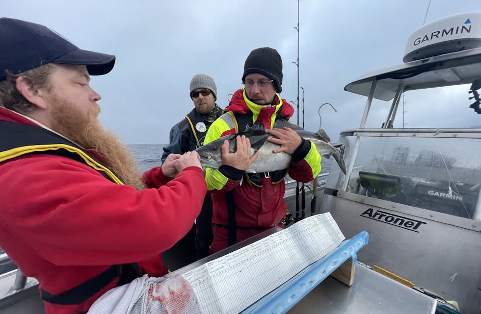 Vi er inne i havforskingstiåret. Her frå satellittmerking av stor sei i Lofoten. Foto: Vibeke Lund Pettersen / Havforskingsinstituttet