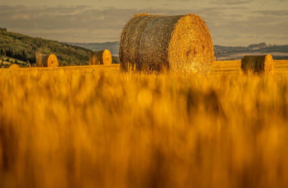 Målprisen på korn er blant det som aukast i årets jordbruksoppgjer. Foto: Heiko Junge / NTB / NPK