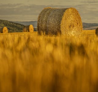 Målprisen på korn er blant det som aukast i årets jordbruksoppgjer. Foto: Heiko Junge / NTB / NPK
