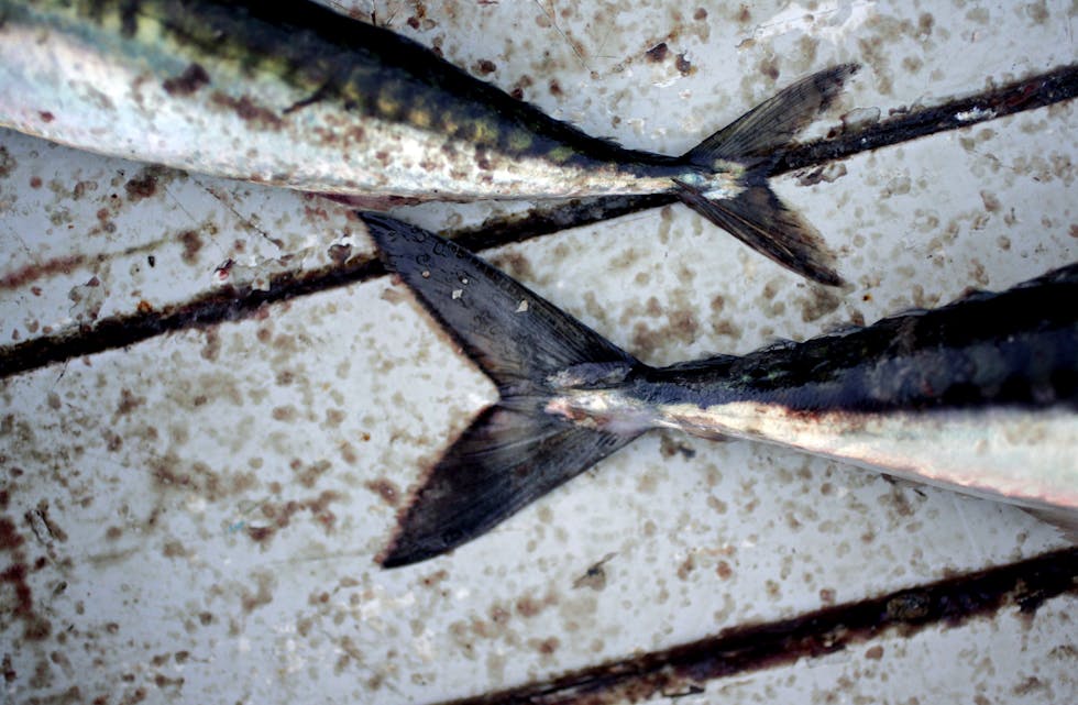 Det ligg truleg an til ein klar nedgang i makrellbestanden viser dei førebelse toktresultata frå det store makrelltoktet som går føre seg no. Foto: Sara Johannessen Meek / NTB / NPK