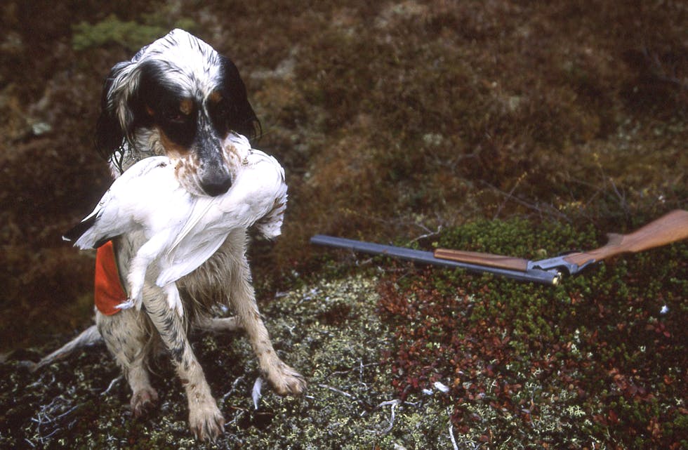 Norges Jeger- og Fiskerforbund ber friluftsfolk, jegerar og jakthundeigarar til å varsle om sjuke eller døde dyr i naturen etter utbrot av fugleinfluensa. Foto: Vidar Ruud / NTB / NPK