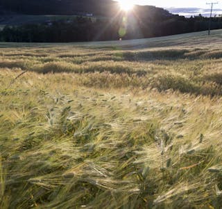 Bygg er kornsorten det blir dyrka mest av i Noreg. Foto: Gorm Kallestad / NTB / NPK