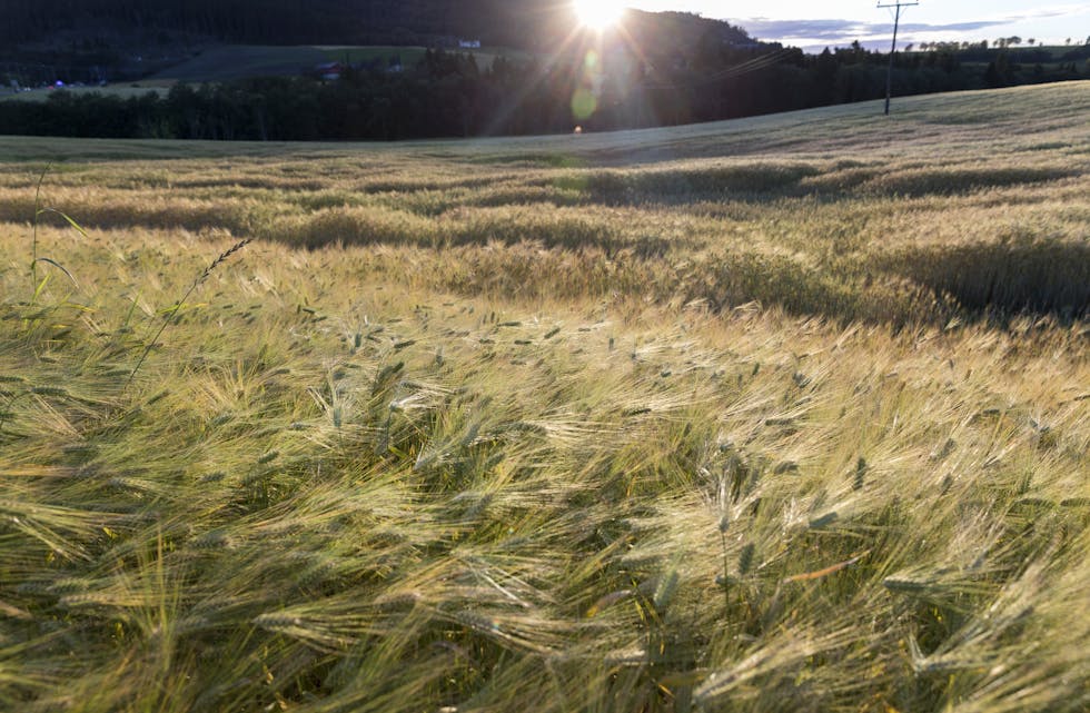 Bygg er kornsorten det blir dyrka mest av i Noreg. Foto: Gorm Kallestad / NTB / NPK