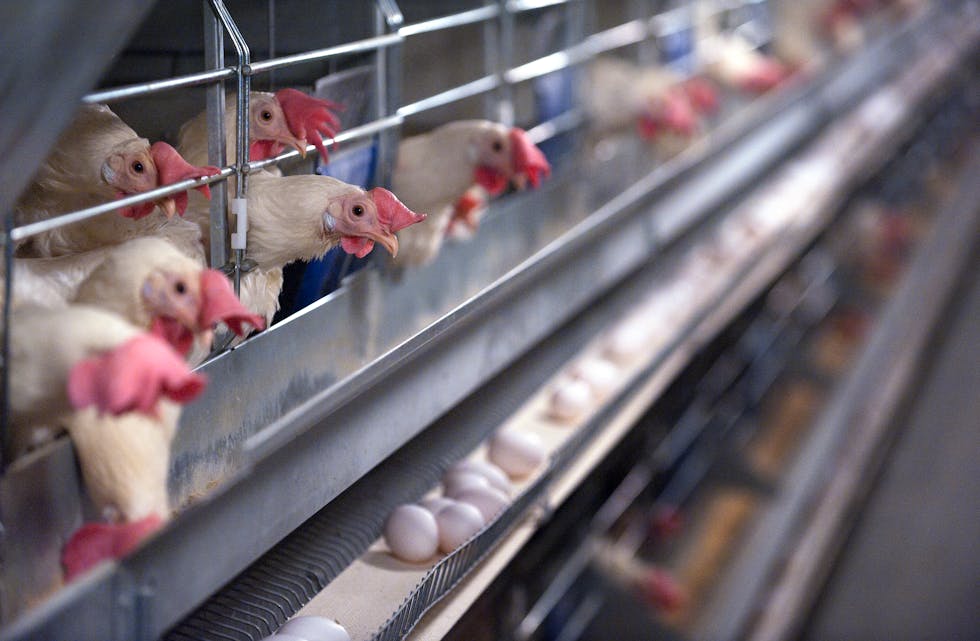 Overproduksjon: Ein prognose for 2023 viser ein overproduksjon av egg på 2600 tonn. No tek Nortura totalmarknad grep for å hindra at det skal skje. Foto: Marit Hommedal / NTB / NPK