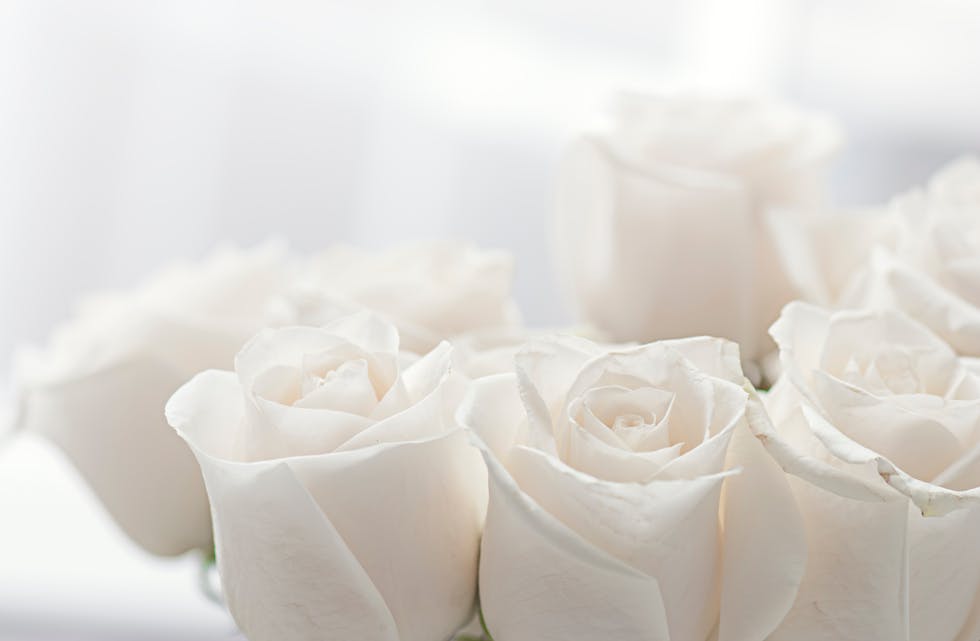 white roses close-up