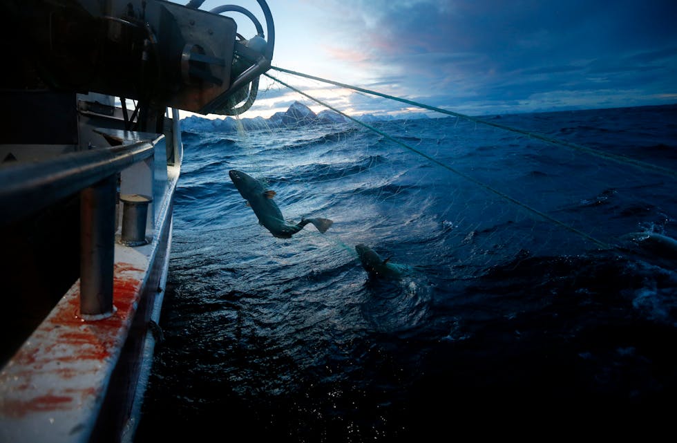 Det er stor forskjell på effekten varmare vatn har på torsk og på skrei. FOTO: CORNELIUS POPPE / NTB / NPK