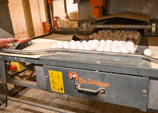 Ingen påskeferie for hønene til Jan Holger og Gyda Hamre. Ferske egg blir kvar dag henta ut på samlebandet frå verpekassane. FOTO: ELLEN MARIE HAGEVIK