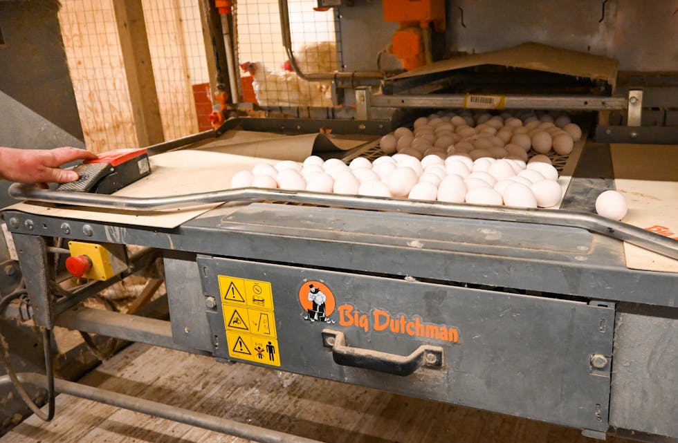Ingen påskeferie for hønene til Jan Holger og Gyda Hamre. Ferske egg blir kvar dag henta ut på samlebandet frå verpekassane. FOTO: ELLEN MARIE HAGEVIK