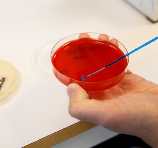 Antibiotikaresistente bakteriar i laboratoriet på Veterinærinstituttet i Oslo.