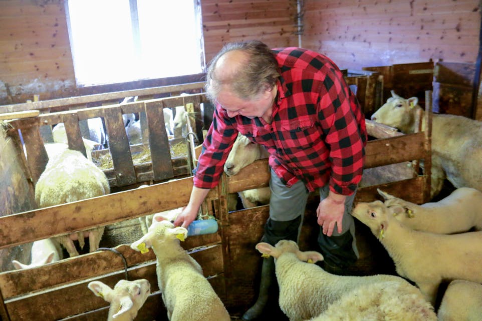Før første gong har Svein Sørdal fått eit femling-kull der alle lamma har overlevd.