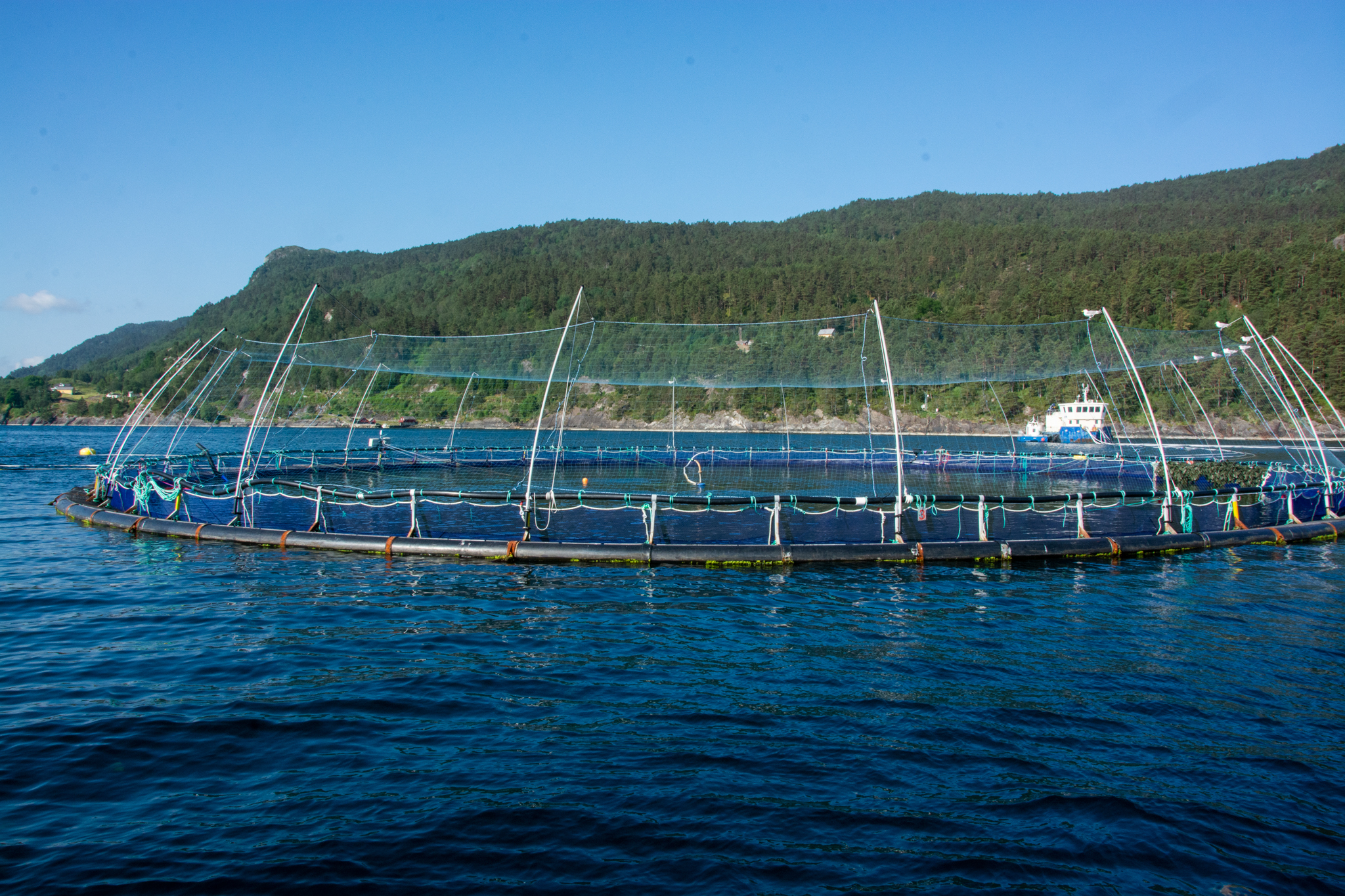 Bremnes Seashore har oppdrettsanlegg fleire stader i Sunnhordland. Bildet viser anlegget ved Loddetå i Ålfjorden. Foto: Ellen Marie Hagevik