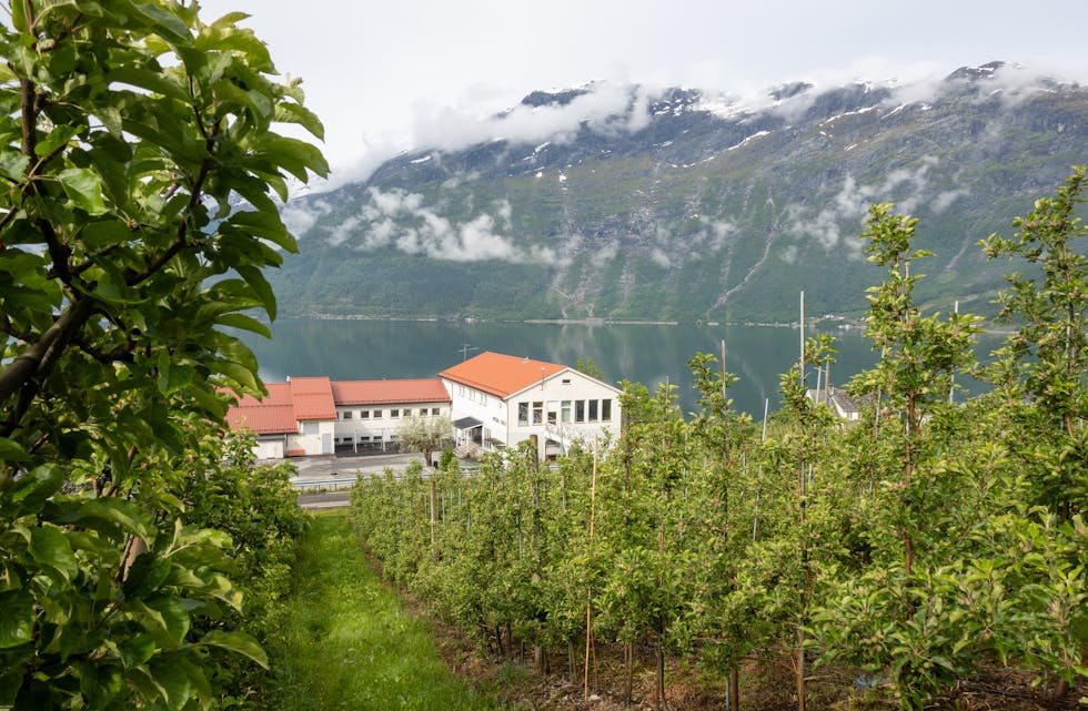 I Lofthus i Hardanger vert det dyrka mykje frukt, og her ligg frukthagane svært tett på busetnaden, deriblant den lokale skulen. Lofthus er ein av kommunane NIBIO skal sette ut prøvetakingsutstyr i for å teste eksponeringa av plantevernmiddel. Foto: Hege Ulfeng/ Nibio