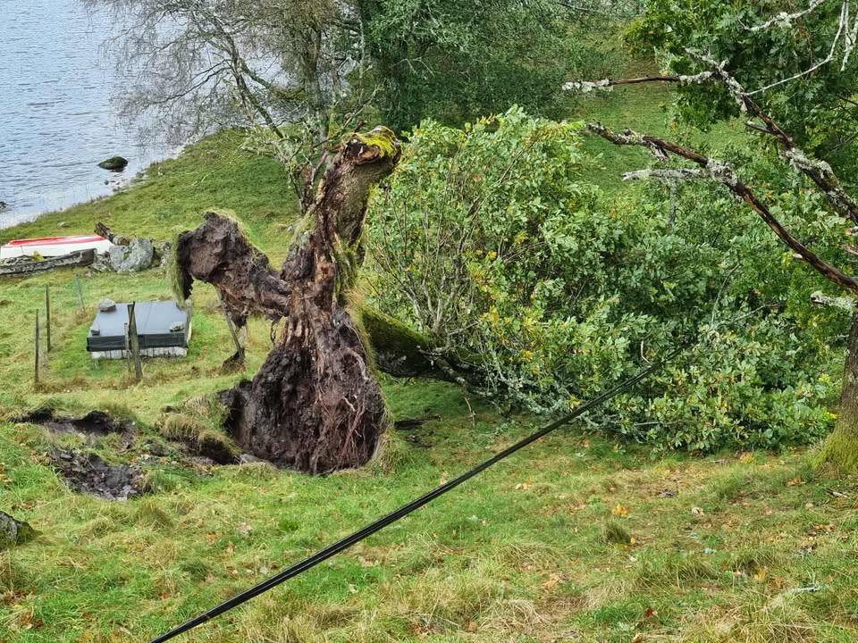 Ei gammal eik har rotvelta på Lokna.